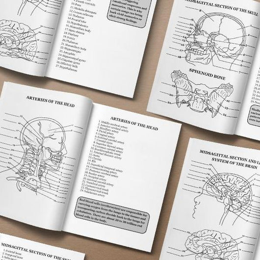 Human Anatomy Coloring Book for Advanced Physiology Learning by Danny Snyder