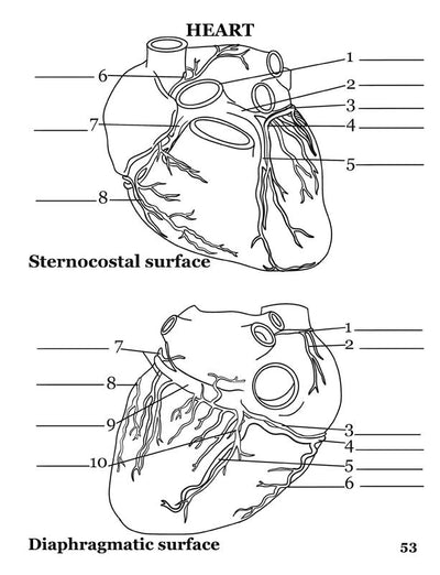Human Anatomy Coloring Book for Advanced Physiology Learning by Danny Snyder