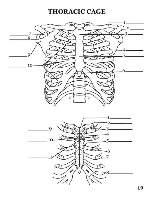 Human Anatomy Coloring Book for Advanced Physiology Learning by Danny Snyder