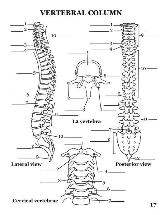 Human Anatomy Coloring Book for Advanced Physiology Learning by Danny Snyder